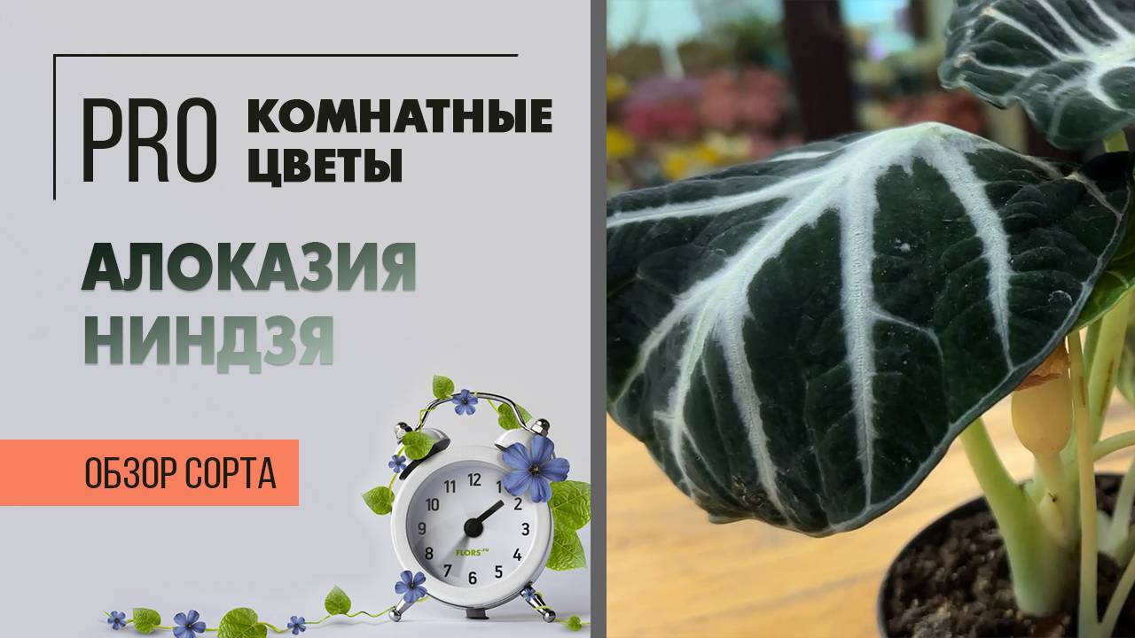 Алоказия Ниндзя. Обзор сорта комнатного растения. Сорта алоказий. смотреть онлайн