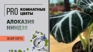 Алоказия Ниндзя. Обзор сорта комнатного растения. Сорта алоказий.