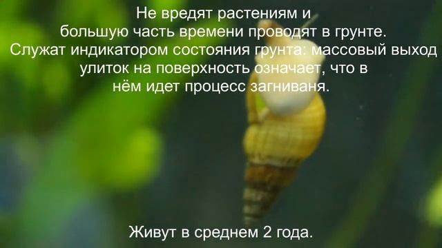 Улитка мелания. смотреть онлайн