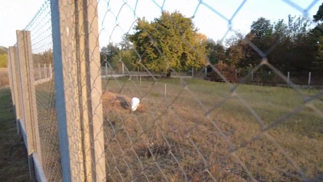 Готовлю в русской печи, жгу мусор. Утилизация мусора в деревне!