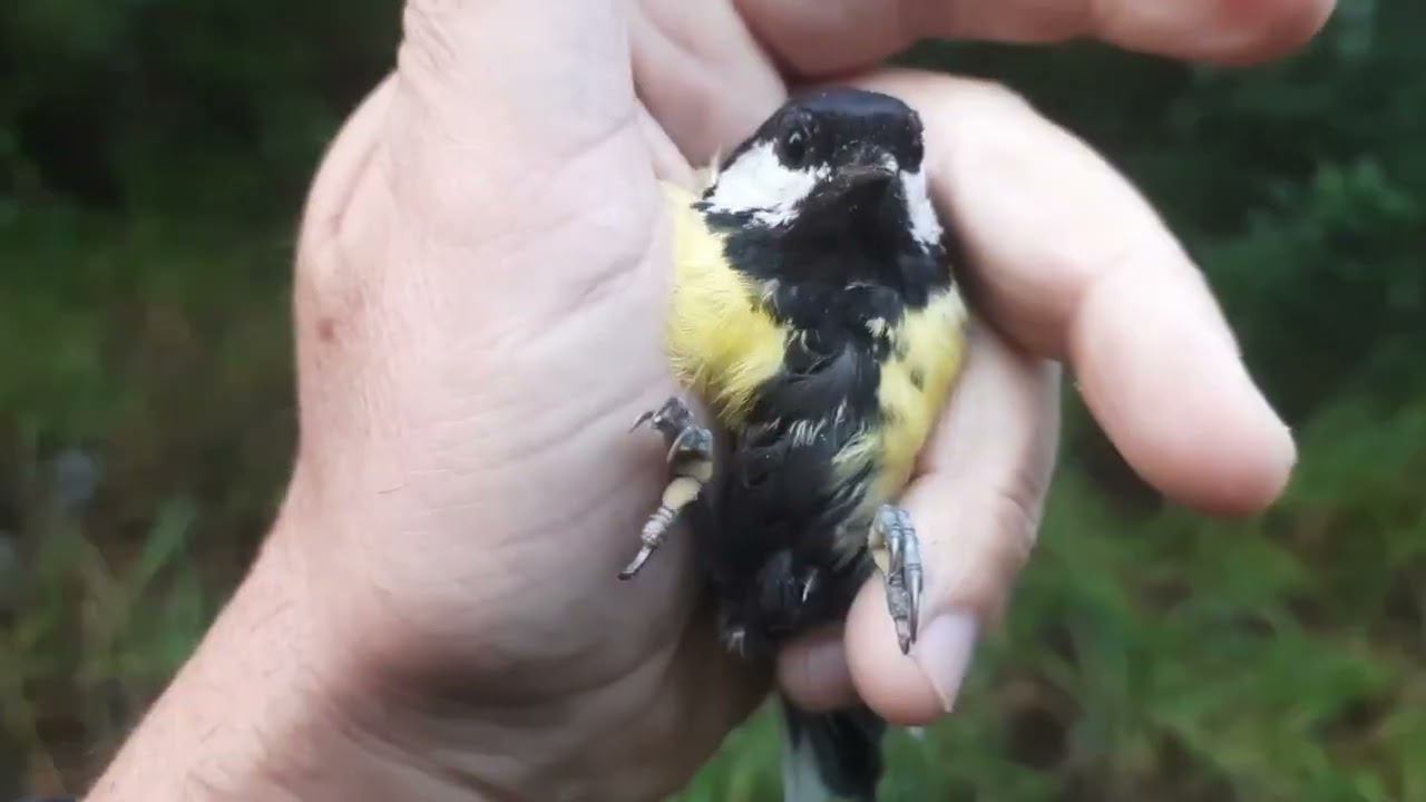 Ловля птиц 21 августа 2022 год. смотреть онлайн