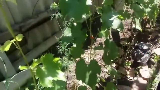 виноград 4 метра за 3 недели смотреть онлайн