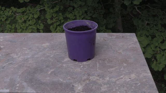 How to Propagate Aeonium from Cuttings. смотреть онлайн