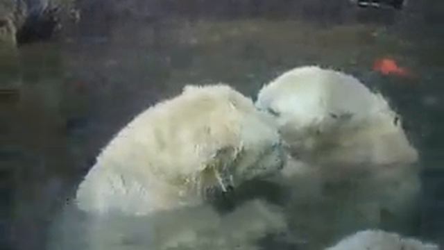 Белые медведи в Пражском зоопарке смотреть онлайн