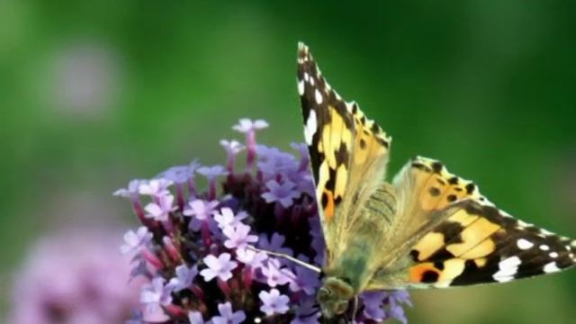 Edvard Grieg,  Peer Gynt. Morning