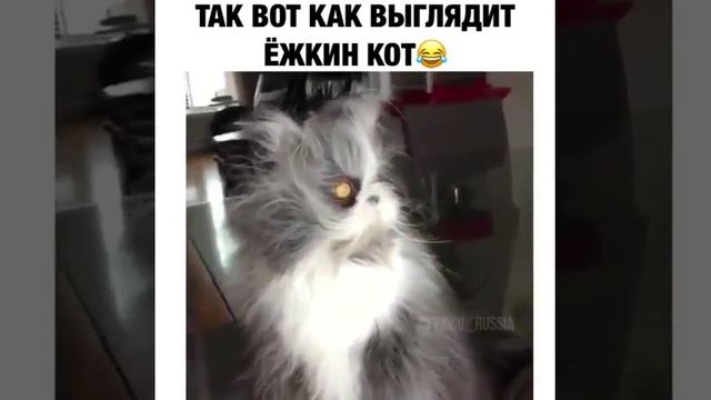 Вот как выглядит ёшкин кот смотреть онлайн