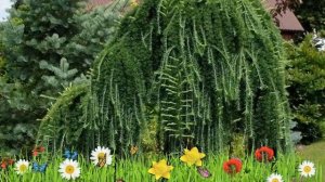 Лиственница японская Пендула ? Обзор: посадка и уход. крупномеры лиственницы: описание и особенност