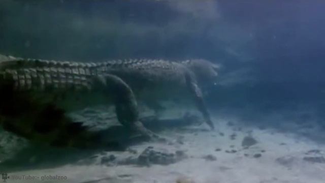 Top 5 Predators with the Most Brutal Hunting Techniques смотреть онлайн