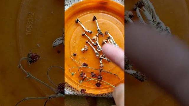 СУШКА ЦВЕТОВ В СЕЛИКАГЕЛЕ смотреть онлайн