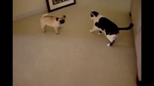 Бой собаки против кота