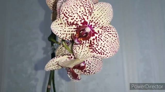 #GVOS2020 Орхидеи Домашнее цветение/ Фаленопсис Клеопатра/ Phalaenopsis Cleopatra смотреть онлайн