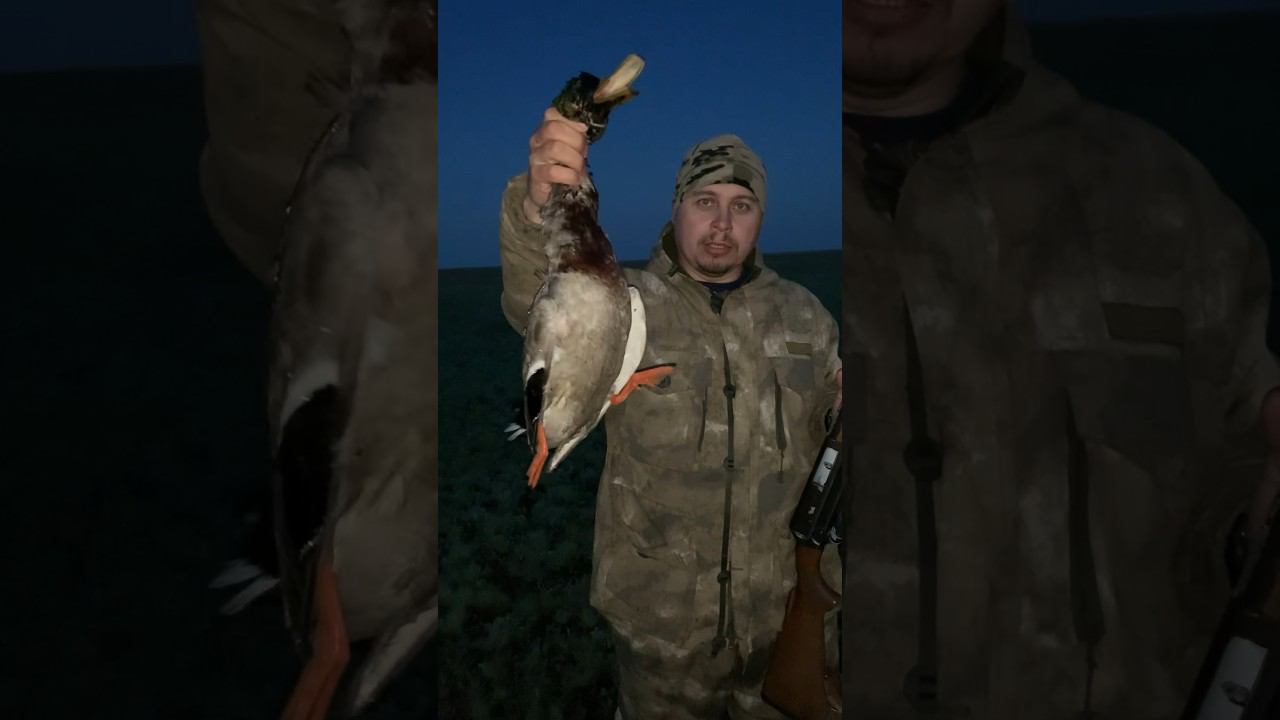 Охота на селезня, отчет #охота #fishing #охотанауток #охотаназайца смотреть онлайн