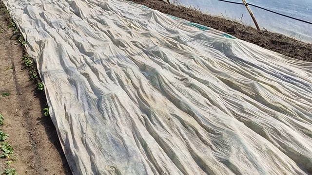 Садимо Херсонщина , ситуація  І  ціни.