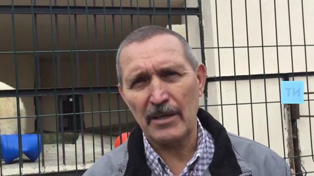В Казанском зоопарке планируют сделать бурых медведиц суррогатными мамами белых медвежат смотреть онлайн