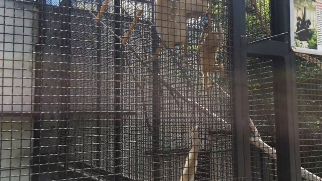 Penza Zoo смотреть онлайн