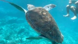 Черепаха Чиралы пляж Аквариум Sea turtle in the Mediterranean Sea. Turkey. Chirali
