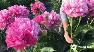 Juliska peony. Юлиска пион. Пулков сад (2022 г)