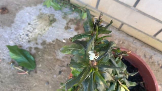 Идеально белый паук! Подскажите его название! смотреть онлайн