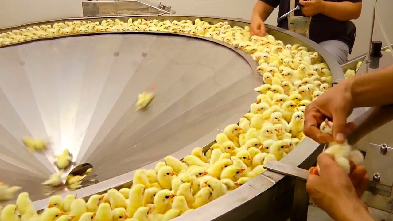 Продукты и Вещи, Производство Которых Вы Увидите Впервые в Жизни смотреть онлайн