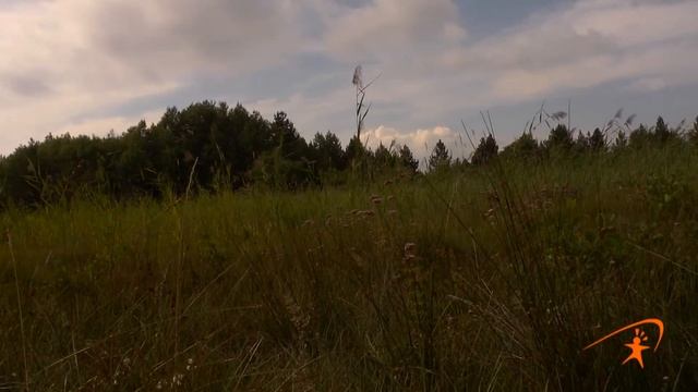La Drosera Rotundifolia Del Sic Di Roccabruna