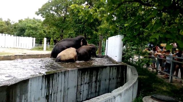 Семейство слонов любит принимать ванны смотреть онлайн