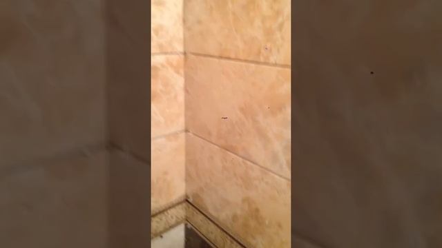 Капитальный ремонт туалета от компании "СтройСервис" смотреть онлайн