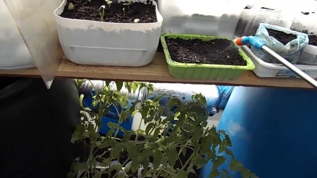 Полив рассады с помощью опрыскивателя, простой фильтр из бутылки, текущие разговоры смотреть онлайн