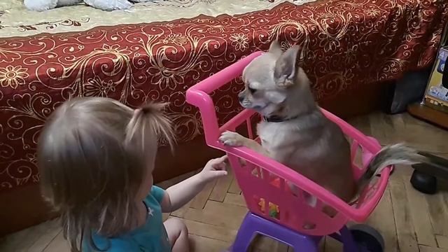 Наш любимый пёс ❤🐶 Чихуахуа по кличке ,,Сникерс'' смотреть онлайн