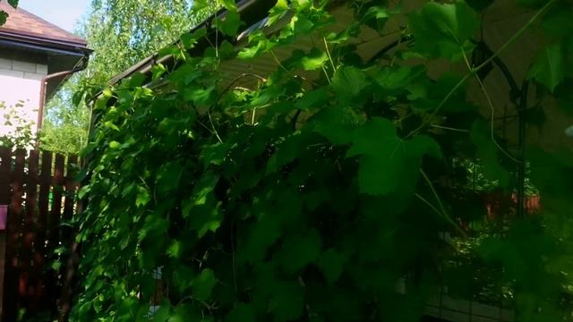 ВИНОГРАД В ПОДМОСКОВЬЕ смотреть онлайн