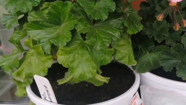 Удобрения для пеларгоний. Личный опыт. смотреть онлайн