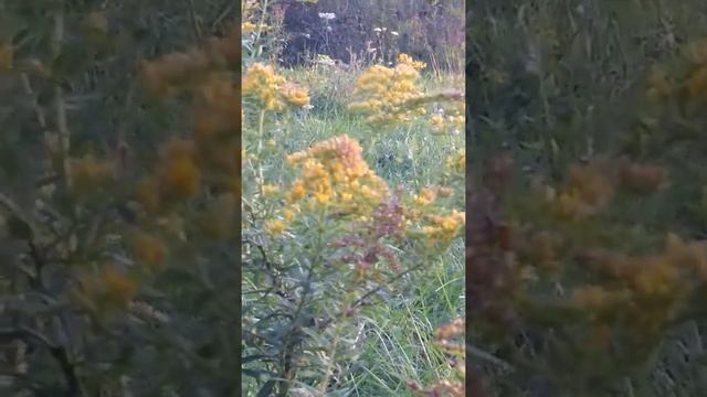 A humble bumble смотреть онлайн