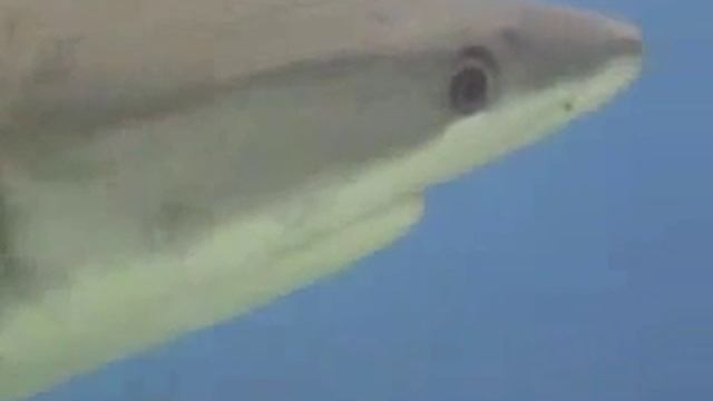 Большой Барьерный Риф смотреть онлайн