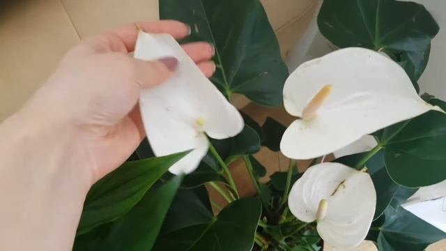 Цветы мои:)!Обзор моих орхидей и не тол,ко:)! смотреть онлайн