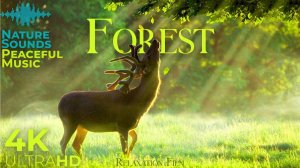 Дисней Лес - Расслабляющая музыка и красивые виды Full HD