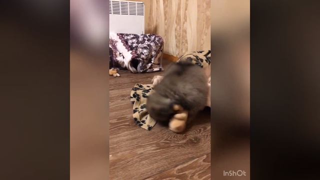 Мелани 🕊 Померанский шпиц. смотреть онлайн