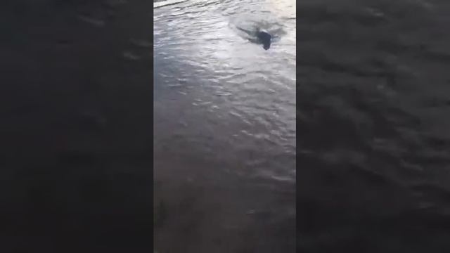 Лабрадор купание на реке смотреть онлайн