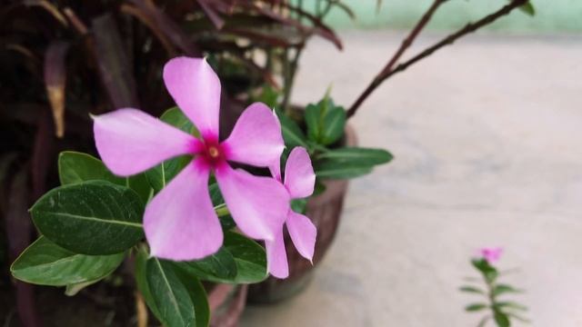 Александр Дугин о Льве Гумилеве. Теория пассионарности смотреть онлайн