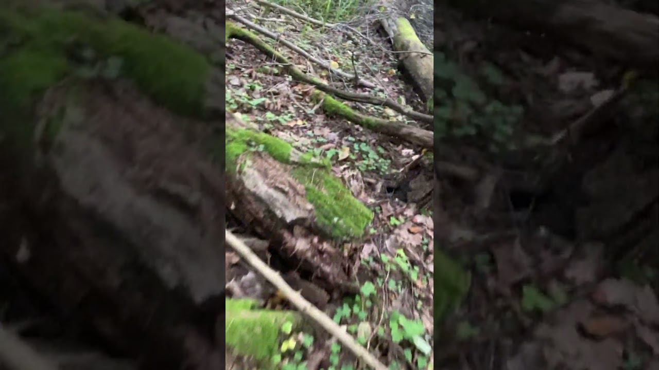 Лесная сказка. Опята осень. #опята #грибы #грибыопята смотреть онлайн