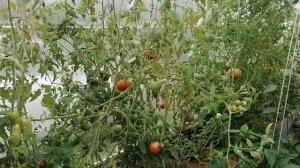 ОБЗОР ТОМАТНОЙ ТЕПЛИЦЫ | ЗАКАЗАЛА КРУПНЫЕ И СЛАДКИЕ | СЕМЕНА ОТ @user-ht3pj2wg4l