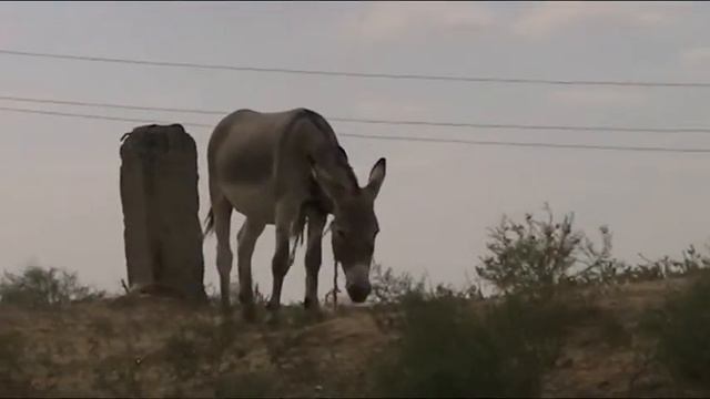 Осёл. смотреть онлайн
