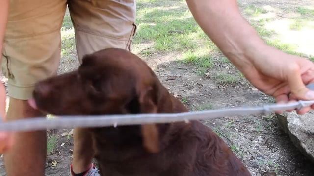 The Best Flea and Tick Control. Seresto Collars. смотреть онлайн