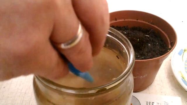 Итоги посадки канны из семян. Росткам 10 дней. смотреть онлайн