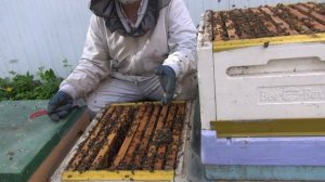 Искусственное роение. Один из вариантов.