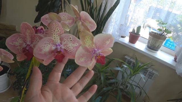ОРХИДЕЯ цветет. Помогите определить сорт Прекрасной Незнакомки. смотреть онлайн
