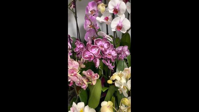 Обзор завоза 31.05.2021 смотреть онлайн