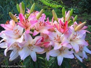 Удивительный цветок Лилия Марлен