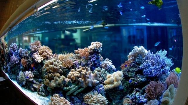 ПОЧЕМУ НУЖНО ПОКУПАТЬ БОЛЬШОЙ АКВАРИУМ смотреть онлайн