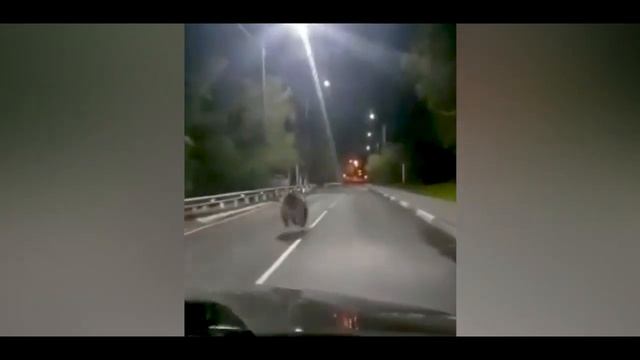 Внезапная встреча с медведем. Медведи в природе. Нападение медведя. смотреть онлайн