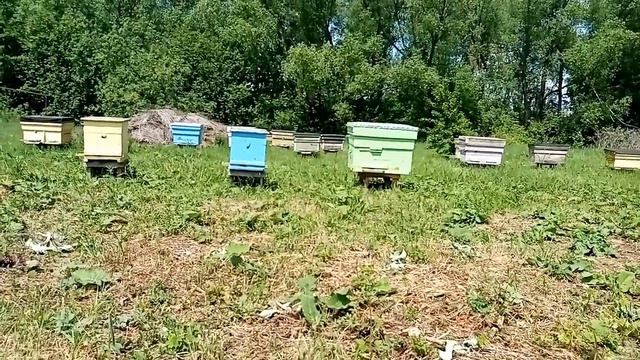 Пасека, 08.06.2021года. ничего нет пчелам хочется сладенького. смотреть онлайн