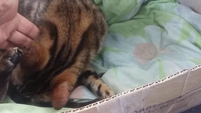 Бенгальская кошка рожает.Схватки. смотреть онлайн